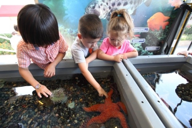 Children touching sea creatures at a visiting tide pool